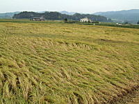 �R�V�q�J���̎Y�������_��