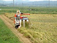 �R�V�q�J���̎Y�������_��