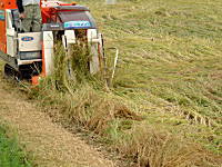 �R�V�q�J���̎Y�������_��