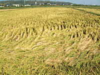 �R�V�q�J���̎Y�������_��