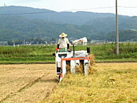 �R�V�q�J���̎Y�������_��