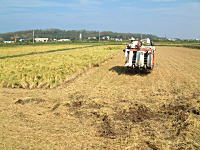 �R�V�q�J���̎Y�������_��