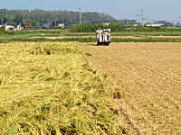 �R�V�q�J���̎Y�������_��