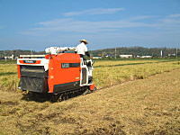 �R�V�q�J���̎Y�������_��