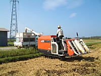 �R�V�q�J���̎Y�������_��