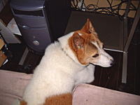 �R�V�q�J���̎Y�������_��