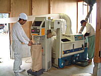 �R�V�q�J���̎Y�������_��